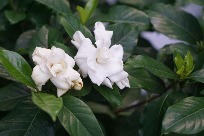 Pikake (Arabian Jasmine)