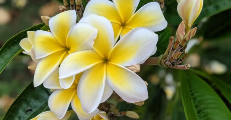plumeria