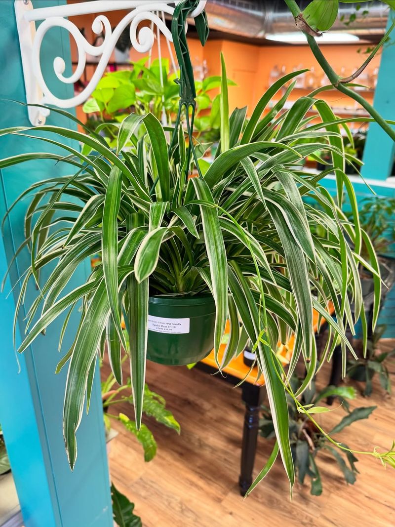 Spider Plant