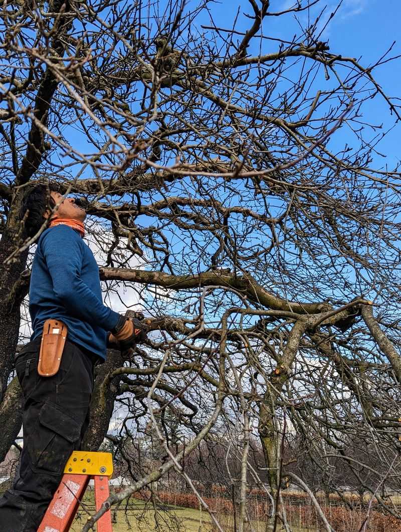 Shape Apple Trees While Dormant