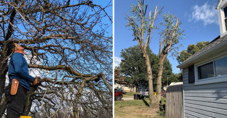pruning apple tree and maple tree