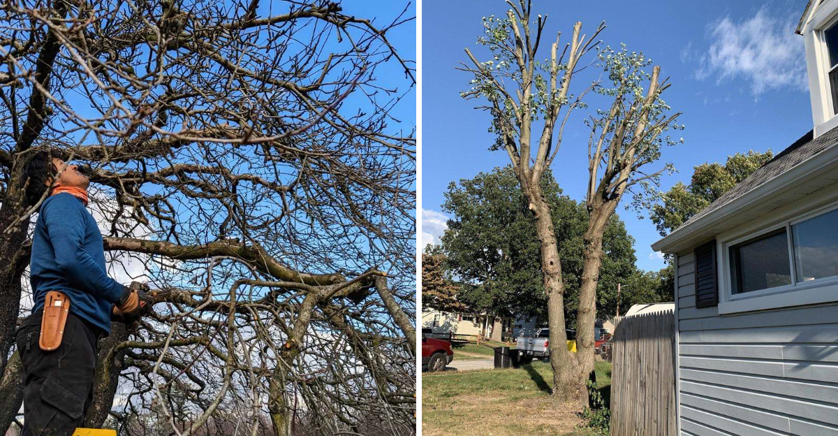 pruning apple tree and maple tree