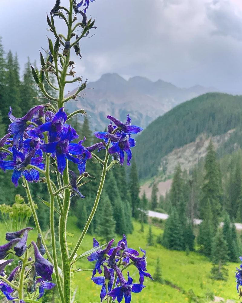 Larkspur