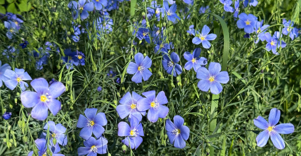 plants (featured image)