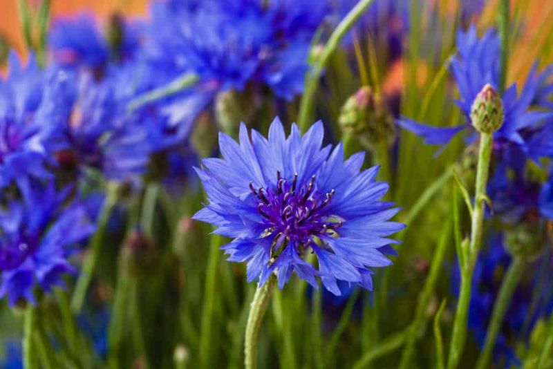 Bachelor's Buttons (Cornflower)