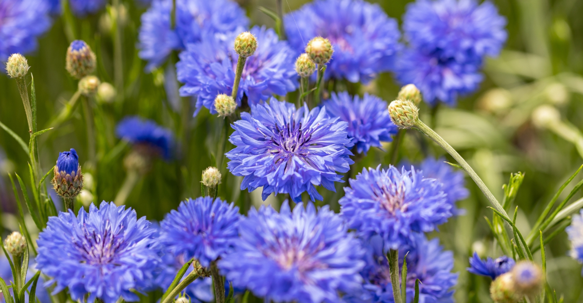 flowers (featured image)