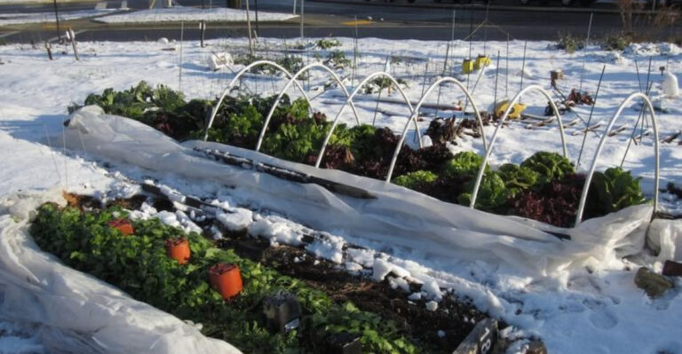 garden in winter (featured image)