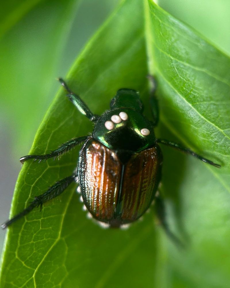 Japanese Beetle