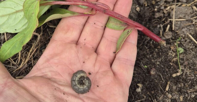 cutworm in hand