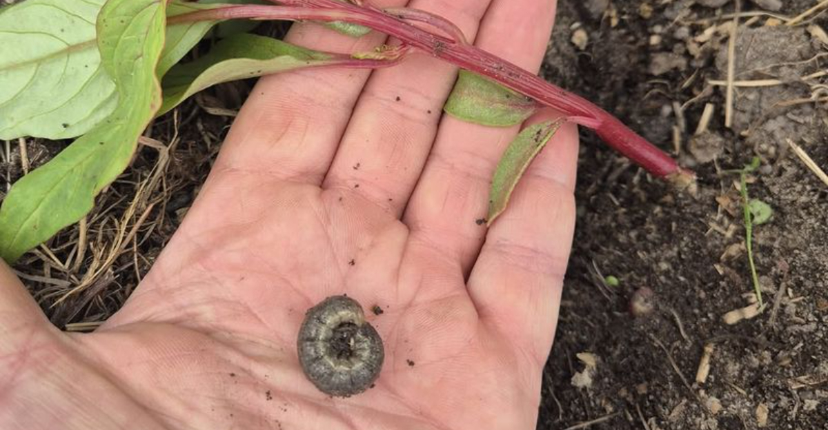 cutworm in hand