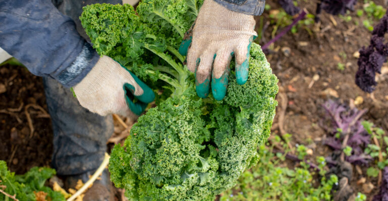 harvesting vegetables (featured image)