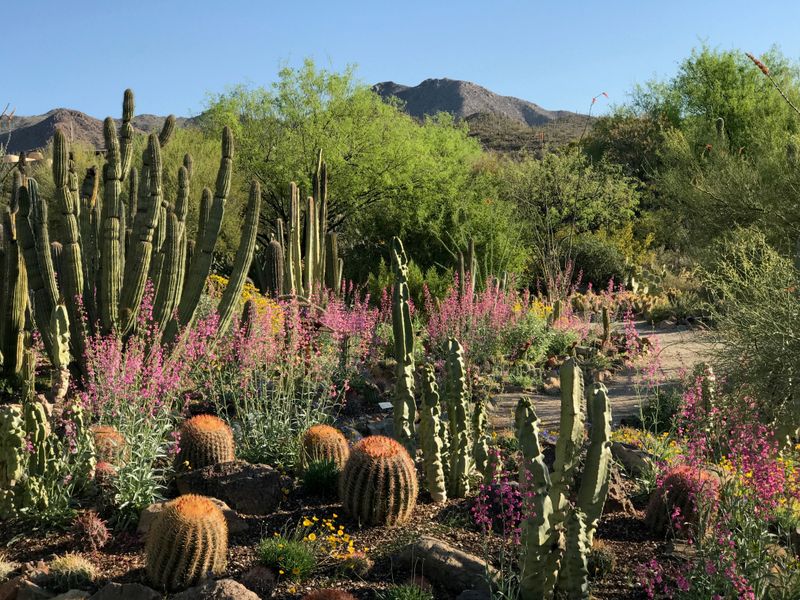 Human Landscaping Has Increased Visibility Of Winter Blooms