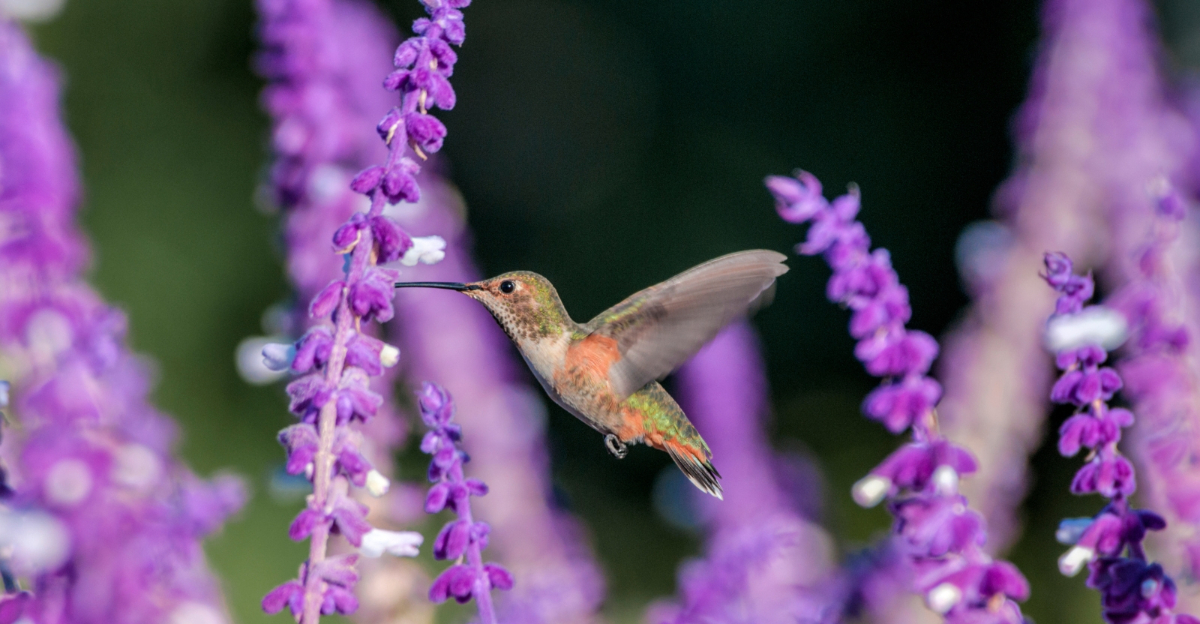 salvia (featured image)