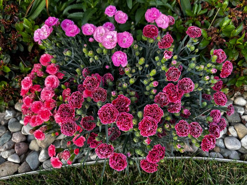 Dianthus