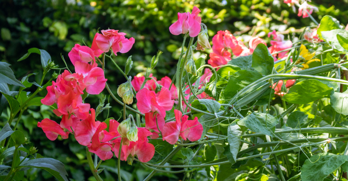sweet peas (featured image)