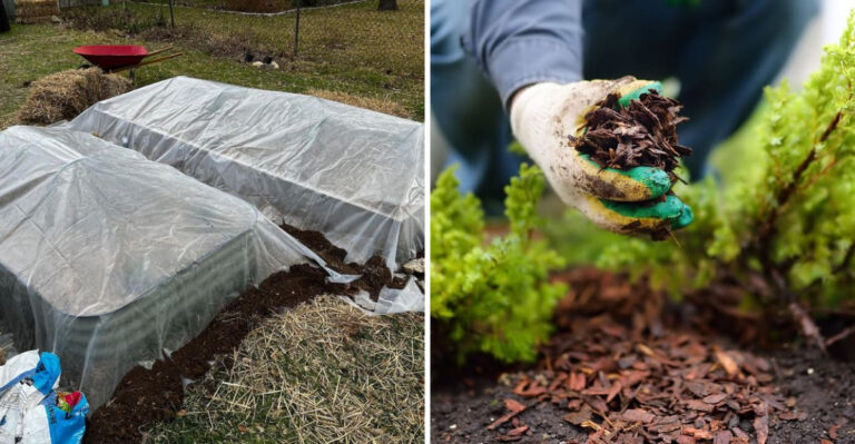 frost cover and mulch
