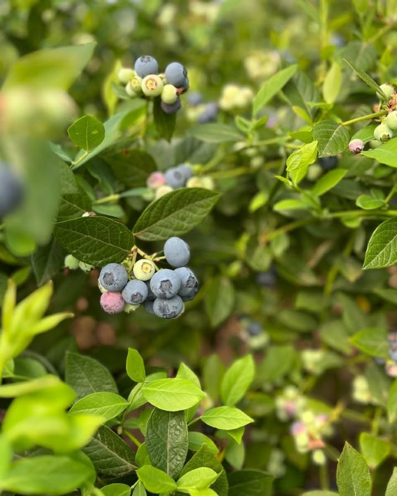Blueberry Bushes