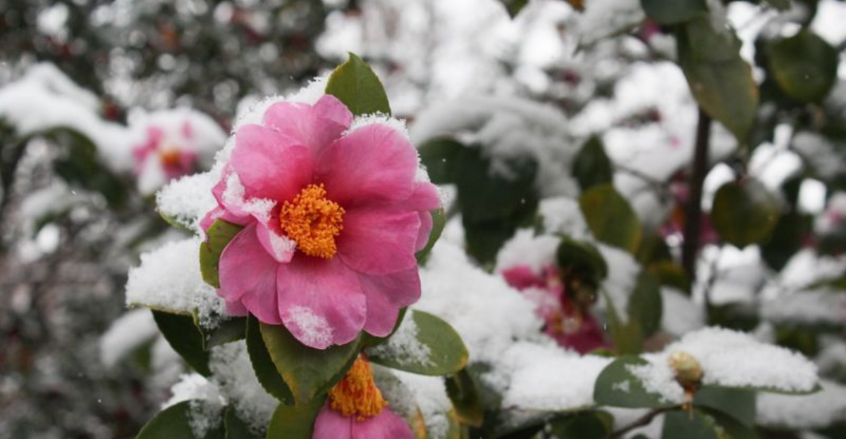 These Garden Plants Are Most Likely To Suffer From Ice And Snow Buildup In New Jersey