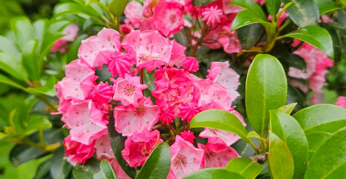 Mountain Laurel