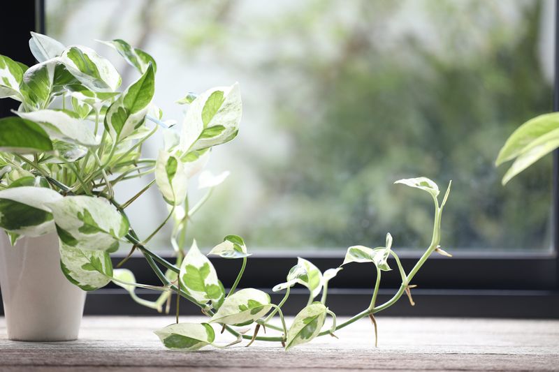 Pothos For Foolproof Winter Propagation