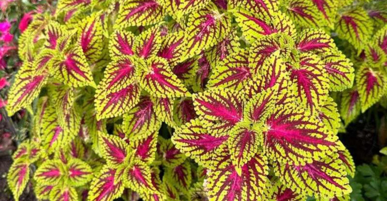 plant to propagate in january