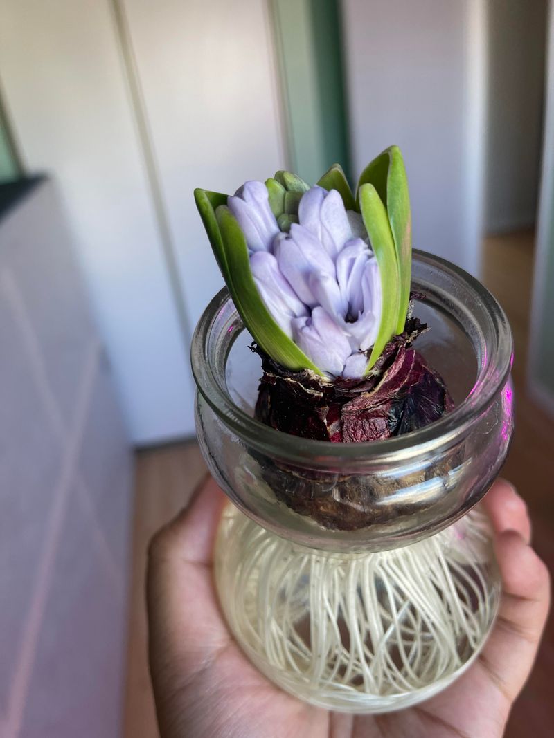 Planting Bulbs Too Shallow in the Ground