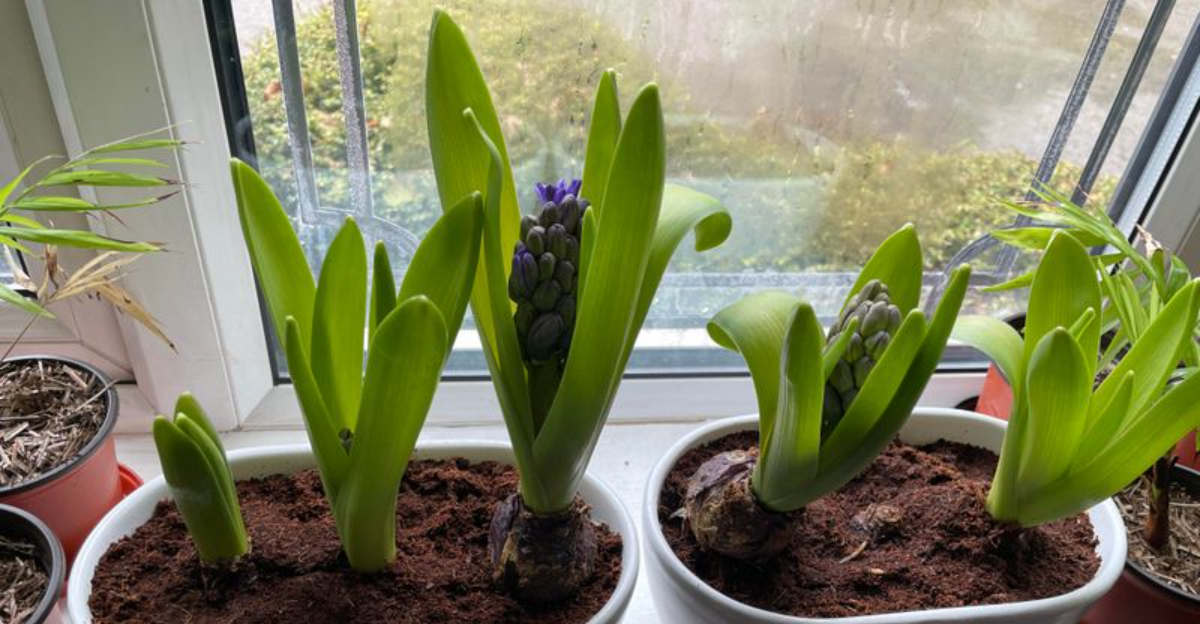 Hyacinth (featured image)