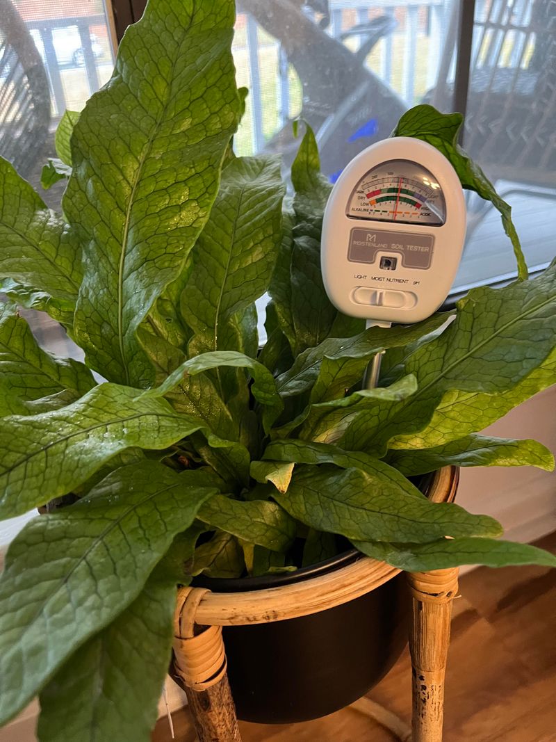 Watering On A Fixed Schedule Instead Of Checking Soil