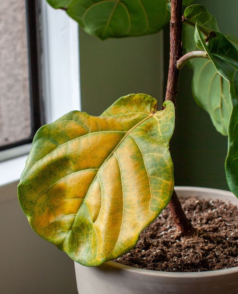 Overwatering During Low-Light Months