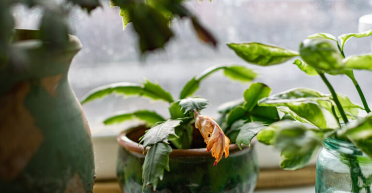 houseplant (featured image)