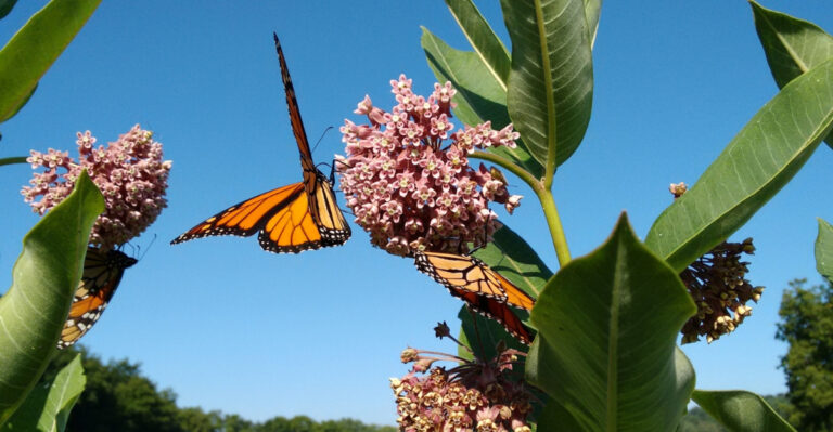 garden (featured image)