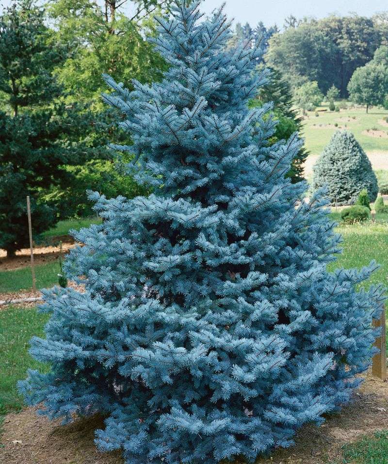 Blue Spruce