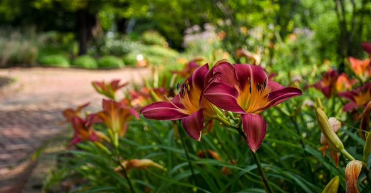 daylilies