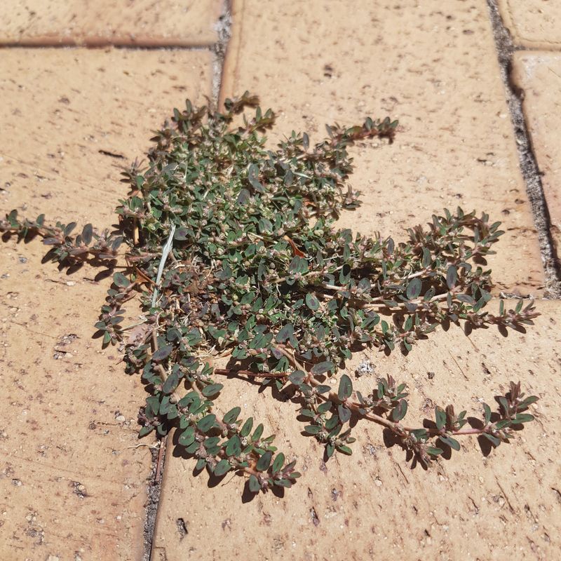 Letting Small Spurge Patches Go Unnoticed