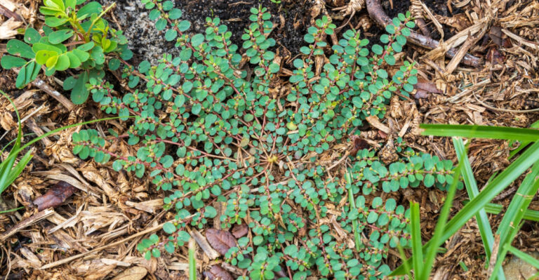 spurge weed (featured image)