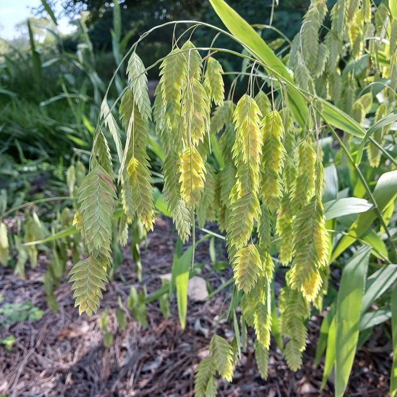 Inland Sea Oats