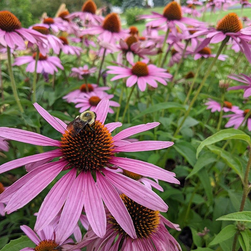 Purple Coneflower (Echinacea Purpurea)