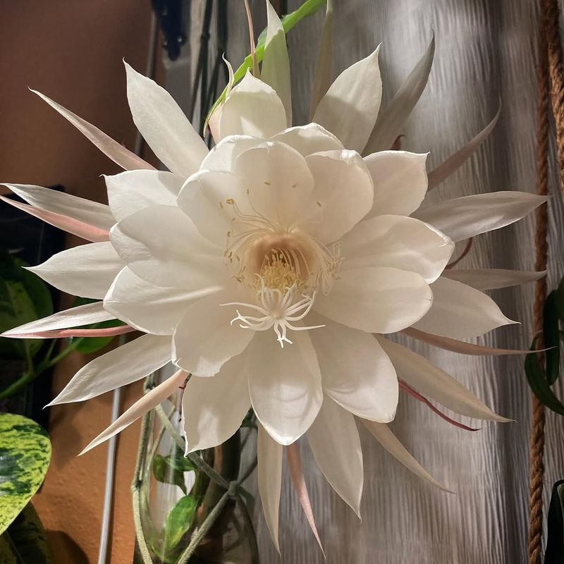 Queen Of The Night Cactus