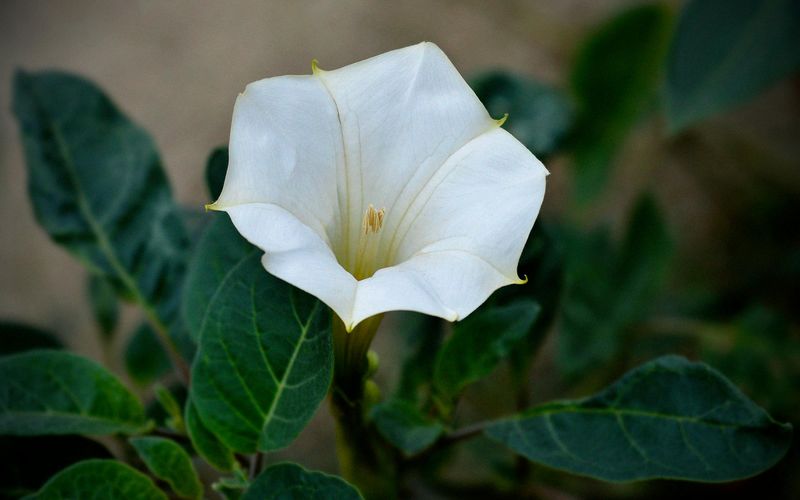 Moonflower