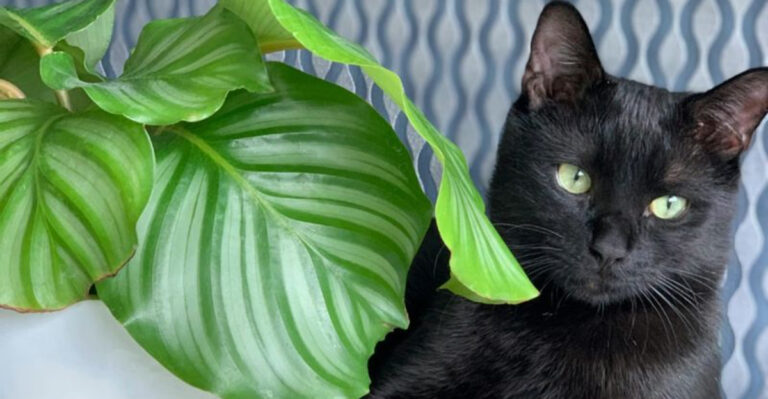 cat and calathea