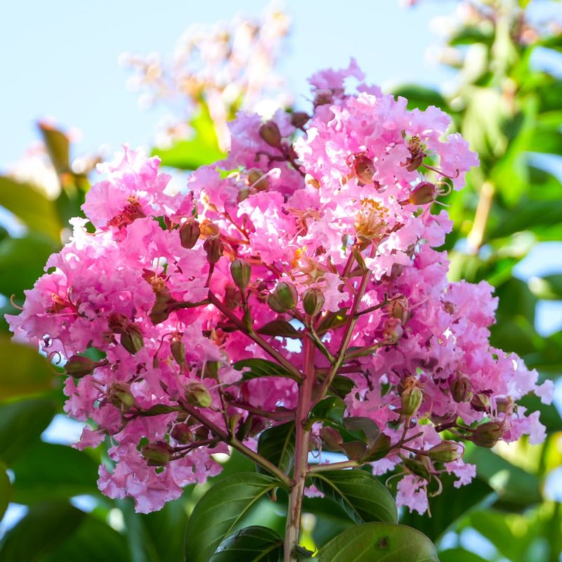 Crape Myrtles For Stronger Summer Blooms