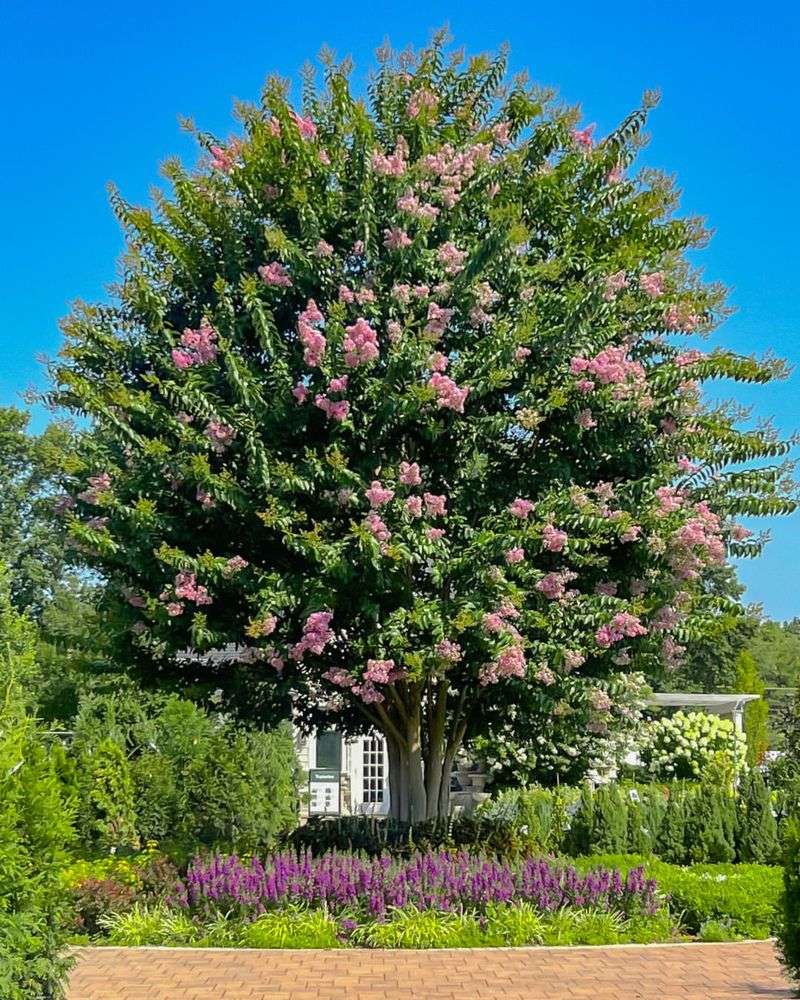 Crape Myrtles For Better Summer Blooms