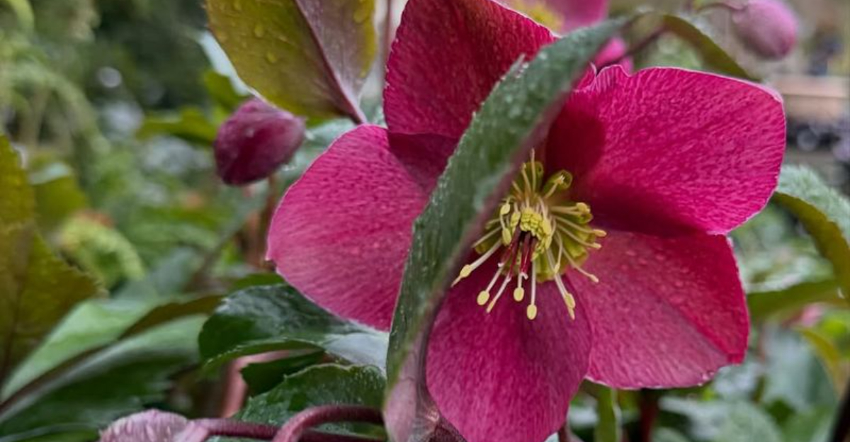 hellebore flowers