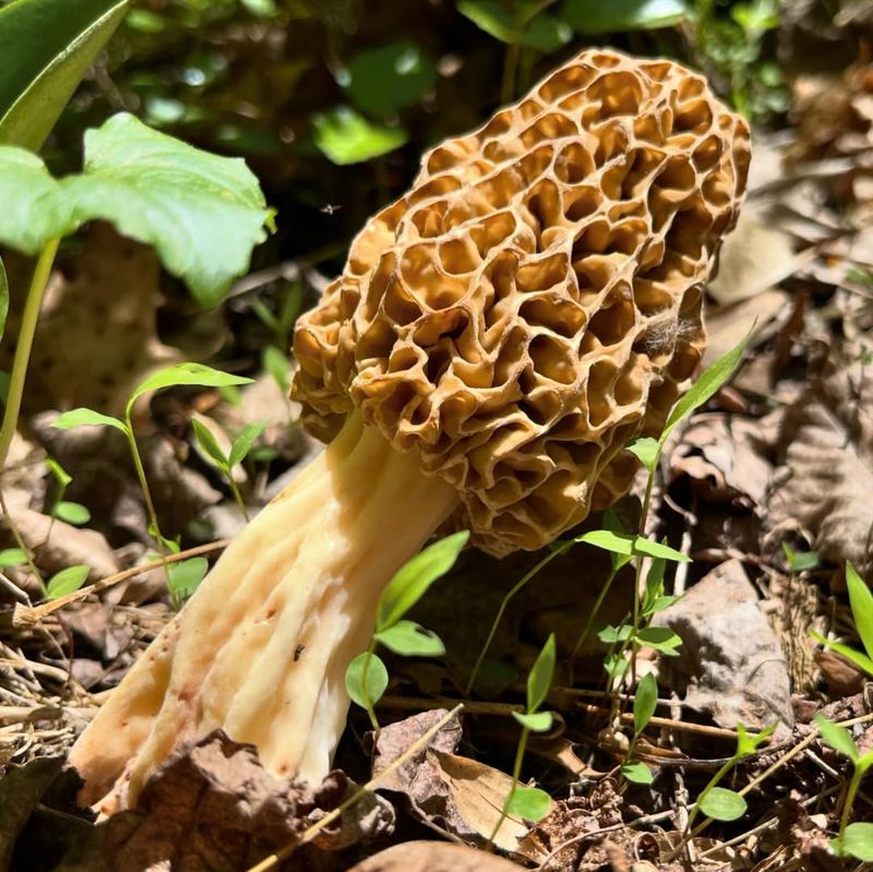 Morel Mushroom