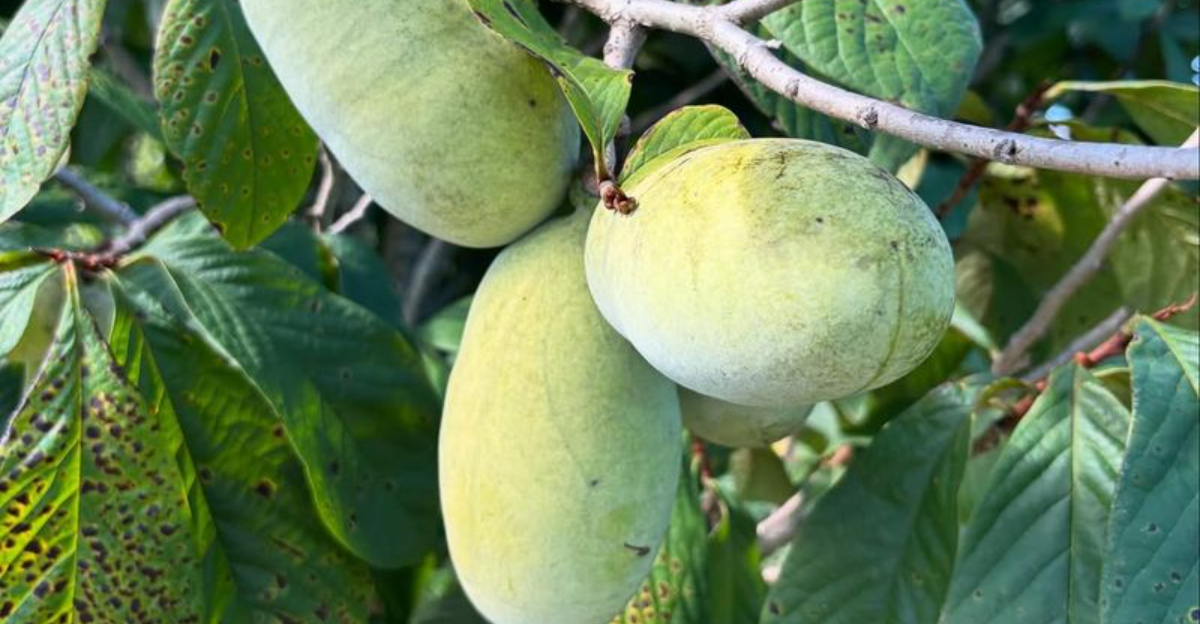 pawpaw tree