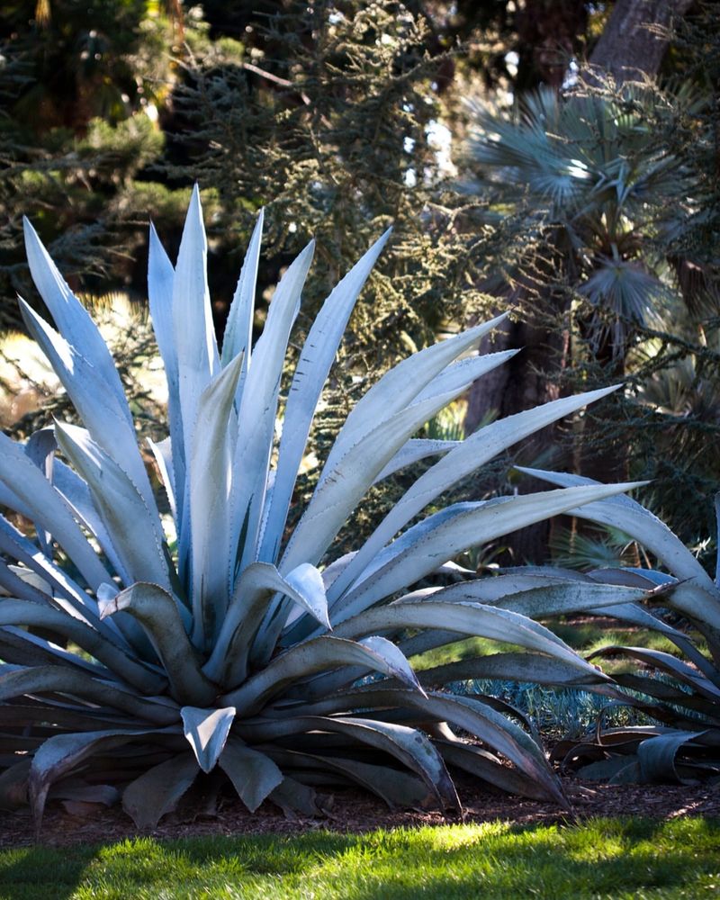 Blue Agave
