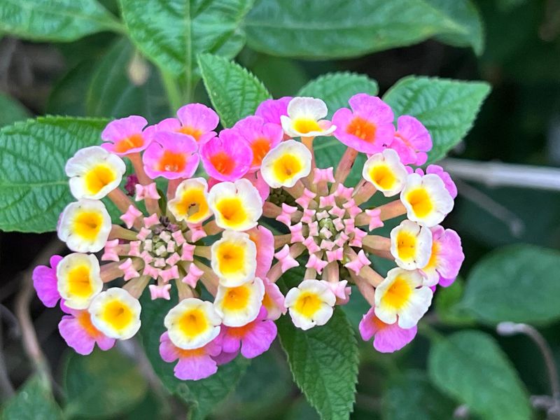 Lantana