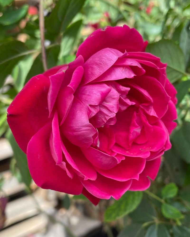 Double Knock Out Roses