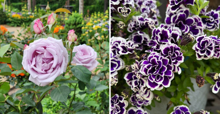 Hybrid Tea Rose and Double Petunia