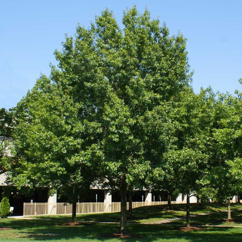 Southern Red Oak